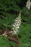 Bottlebrush buckeye